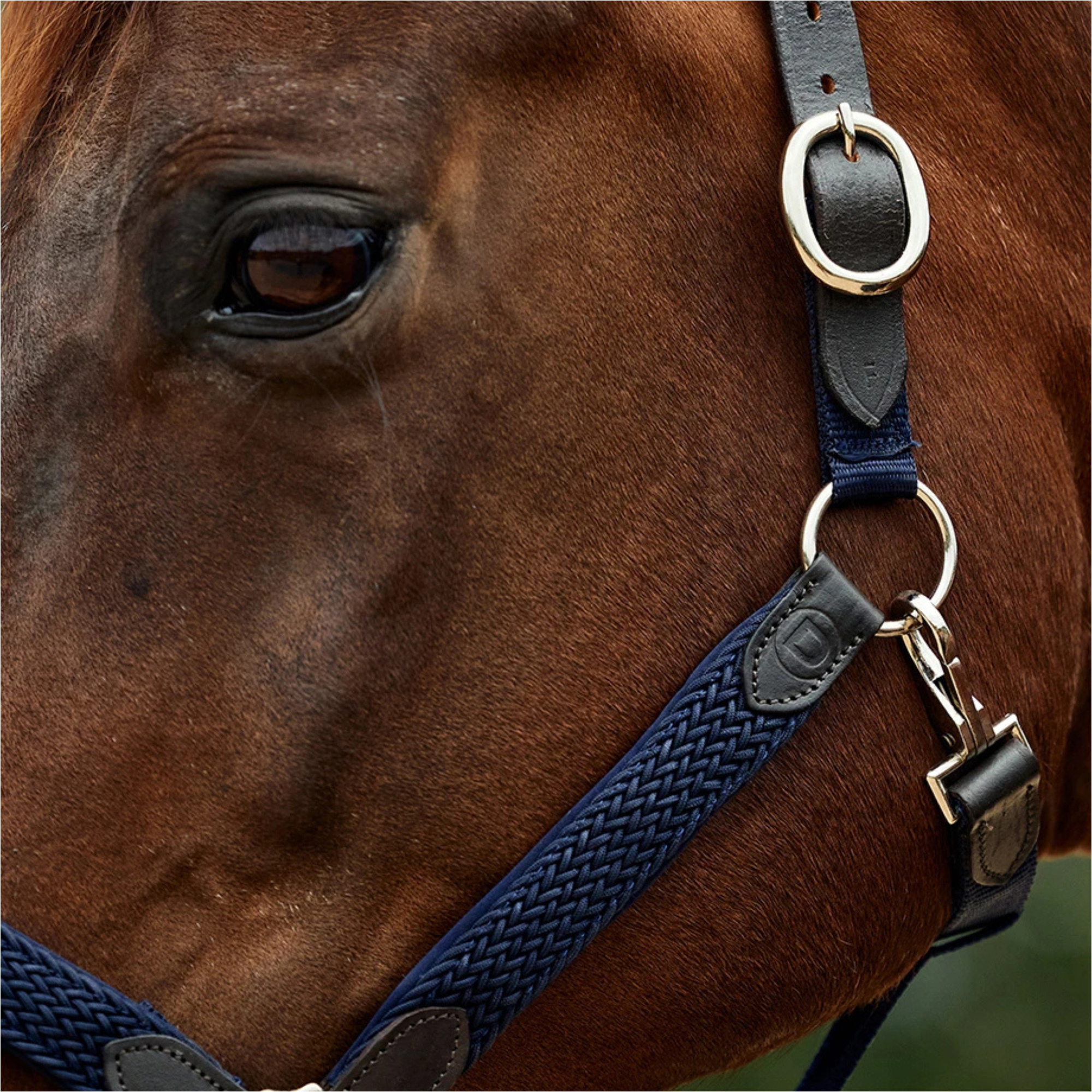 2026 Dublin Vlechtleder Halster 1031532 - Navy